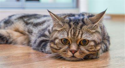 Felinoterapia, czyli leczenie kotem. Jak przebiega i komu może pomóc?