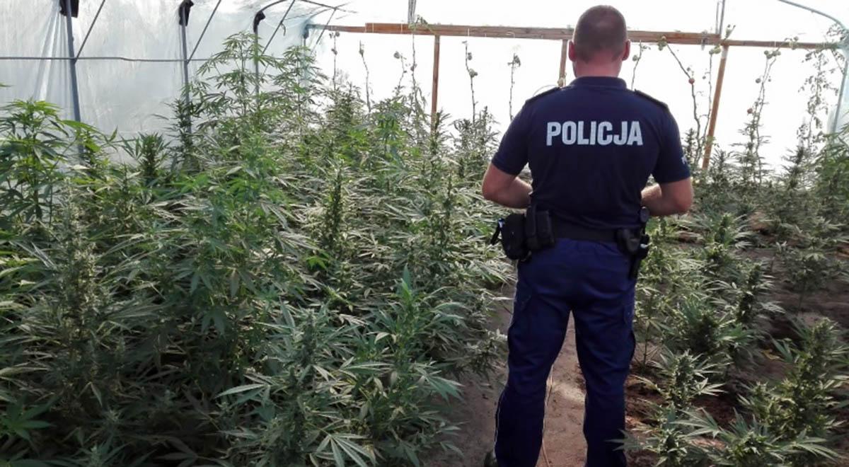Kalisz: policjanci zlikwidowali olbrzymią plantację marihuany. Wartość narkotyków wynosi 220 tys. zł