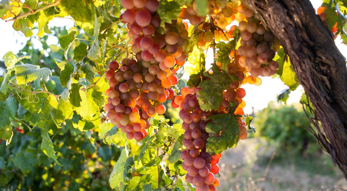 Rekordowy rok podkarpackich winnic: 12 ton winogron z hektara