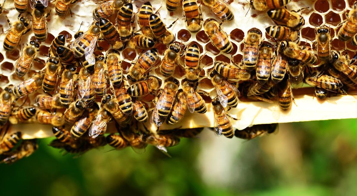 Miejskie pszczelarstwo w rozkwicie, a miód z dachu hotelu czy banku nie ustępuje jakością innym