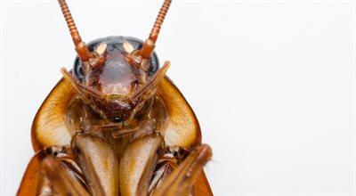 Nie szata zdobi owada, czyli pożyteczne karaluchy